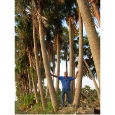 Chinese Fan Palm 28-38' Overall Height